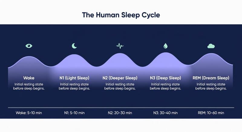 AI-generated infographic — The Human Sleep Cycle